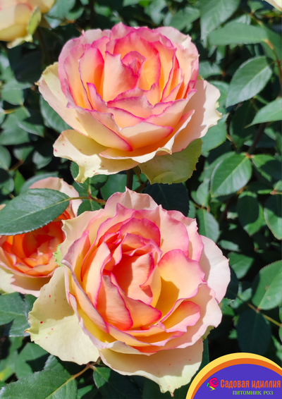 Джалита (Jalitah)