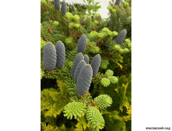 Пихта корейская Тундра - фото хвои - красовский-сад.рф