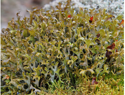Гидролат Мох исландский / Цетрария (Cetraria islandica) побеги 100 мл