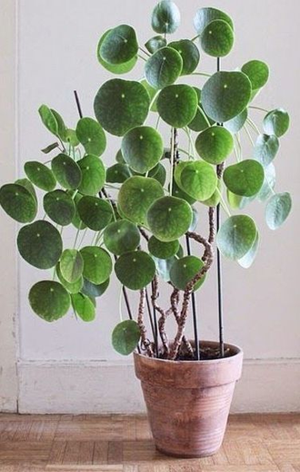 Pilea Peperomioides - Пилея пеперомиевидная, китайское денежное дерево, растение НЛО