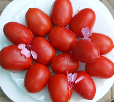 Томат Мархотская кисть (Мархотское гроно)