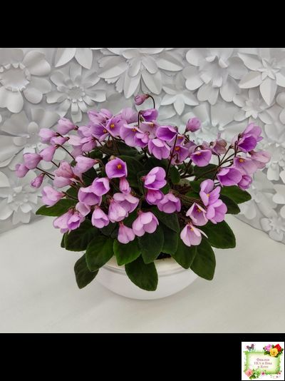 Flashy Trail (H.Pittman) TX Hyb трейлер