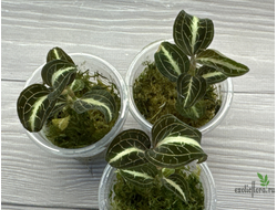 Драгоценная орхидея Anoectochilus ‘Leyli Brown’ Hybrid