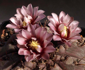 Gymnocalycium esperanzae VG-1306 (D=12-15мм)