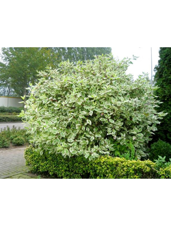 Дерен белый Elegantissima