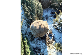 Можжевельник Блю Эрроу 3 метра - Фото зимой - Красовский-Сад.рф