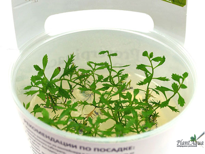 Прозерпинака водная