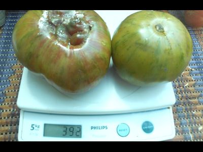 Томат Харвард сквер (Harvard Square)