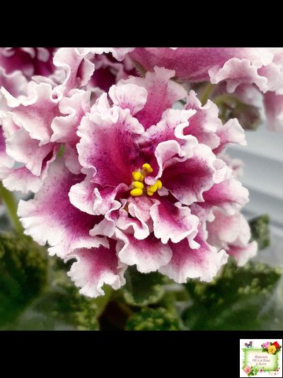 ВаТ-Агат Розовый (Т. Валькова) 2019 г.