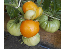 Томат Доктор Виче желтый (Dr. Wyche's Yellow)