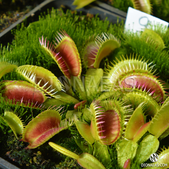 Dionaea muscipula Louchapates