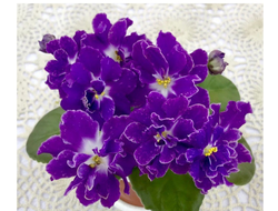 127) ЕК- Шахматный Король (дет)