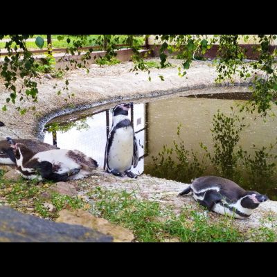 Экскурсия "Прогулка в парке птиц"