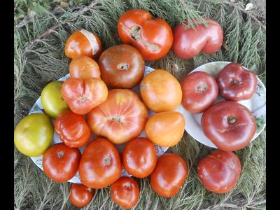 Томат Минусинские яблочные