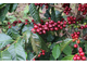 Кофе (Coffea arabica) 1 г - СО2 экстракт