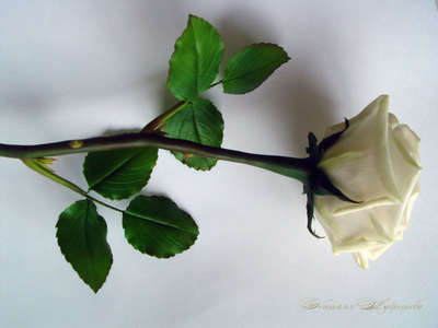 Белые розы из полимерной глины полноразмерные