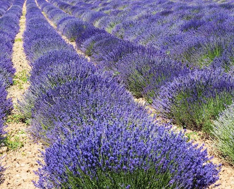 Lavandula angustifolia