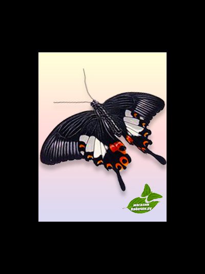 Полит размах крыльев 8-10 см