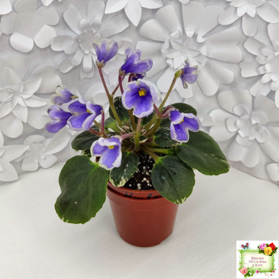 Н-Лесной Родник (Н. Бердникова) 2015 (детка-стартер)