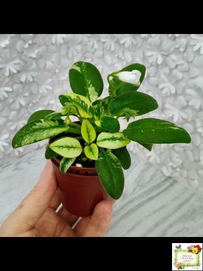 ГЕА-Я Подарю Вам Ландыши химера по листу трейлер