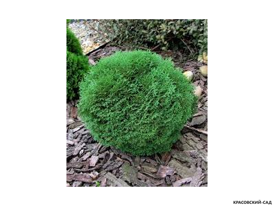 Туя Тини Тим - Tiny Tim