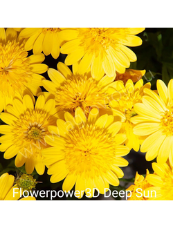Густомахровые оранжево-желтые цветы остеоспермума Flowerpower 3D Deep Sun в саду