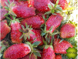 КЛУБНИКА (ЗЕМ-КЛУБНИКА) "ЦУКАТ МУСКАТНЫЙ" (ср-поздняя, очень сладкая, невероятно вкусная!)