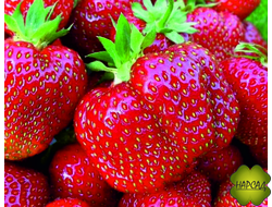 КЛУБНИКА "ДАРСЕЛЕКТ" (РАННЯЯ, ОЧЕНЬ КРУПНАЯ, С ЗЕМЛЯНИЧНЫМ ВКУСОМ)