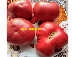 Томат Кот Тимофей