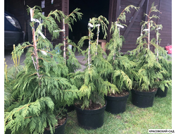 Кипарисовик Нутканский