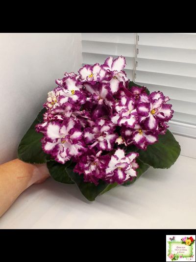 ВаТ-Волшебная Сказка (Т.Валькова) 2019 г.