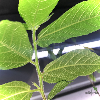 Ficus Coronata / фикус Короната