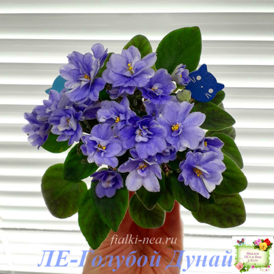 ЛЕ-Голубой Дунай (Е. Лебецкая) 2018 трейлер (пасынок сорт посажен 20.10.25)