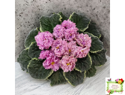 АВ-Розовое Шампанское (Фиалковод) 2020 г. (лист посажен 05.09.25)