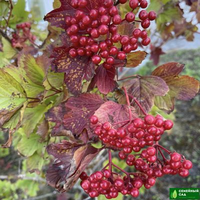 Калина "Шукшинская"