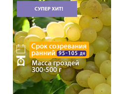 Виноград кишмиш 342. Очень ранний