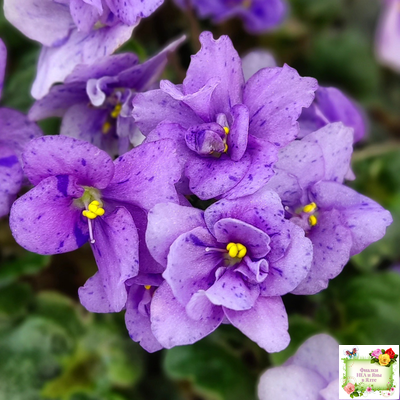 Skagit Victory Trails (W. Lindstrom)  (5659) 01/30/1984 трейлер