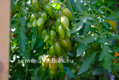 Томат Конфеты Сладкие Сосульки (Candy Sweet Icicle), 10 шт