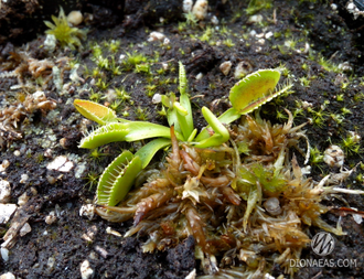 Dionaea muscipula Gb01