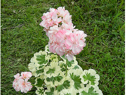 Пеларгония Vectis Embers