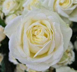 Леди Линдси  (Lady Lindsay),