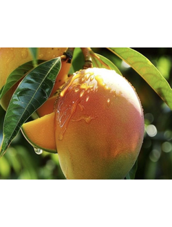 MANGO PERFUME OIL (S.O.S.) / МАНГО ПАРФЮМЕРНЫЙ КОНЦЕНТРАТ