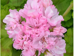 Пеларгония Ирида Подружка Невесты