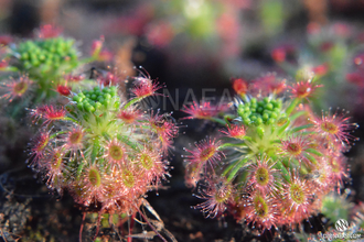 Drosera "Roseana"