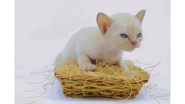 Кошечка шоколадного окраса