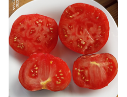 Томат Озарк восход (Ozark Sunrise), Германия