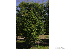 Рябина обыкновенная в форме шпалеры