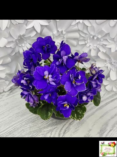 Star Wars (Baker) (пестролистный гёрл)