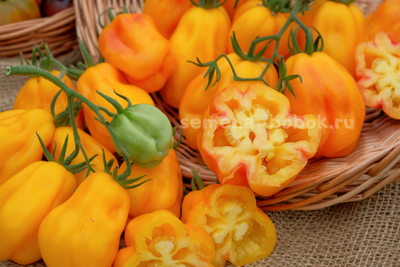 Томат Drapee (Драпированный), 10 шт