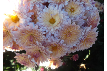 Осенний вальс.
Селекция НБС